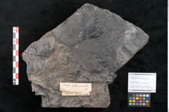 Foto (Objekt + Etikett) von Palissya podocarpoides Ettingshausen (NHMW-GEO-2024-0188-10308)